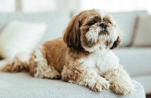 caine Shih Tzu