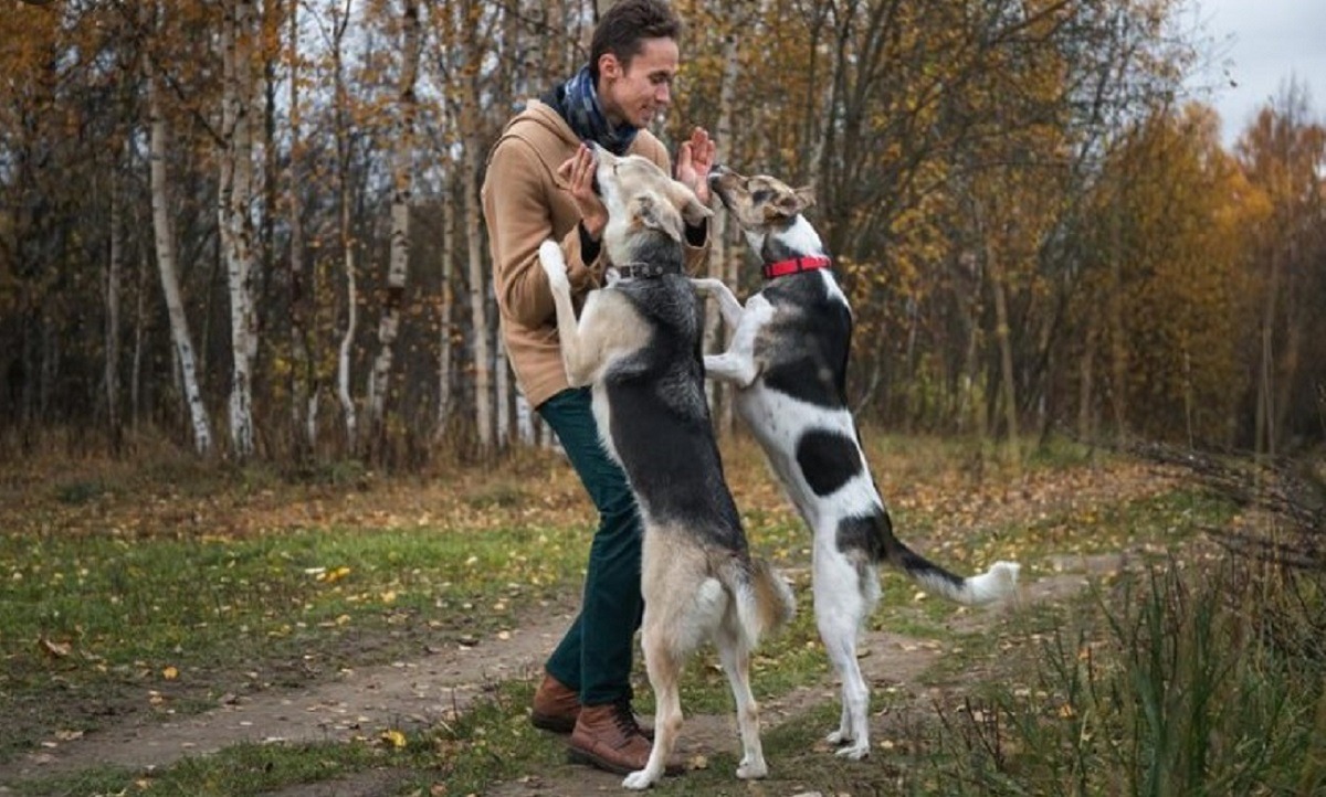 meseria-de-ingrijitor-de-caini-a-devenit-legala-in-romania