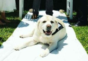 Câine întins pe un covor alb