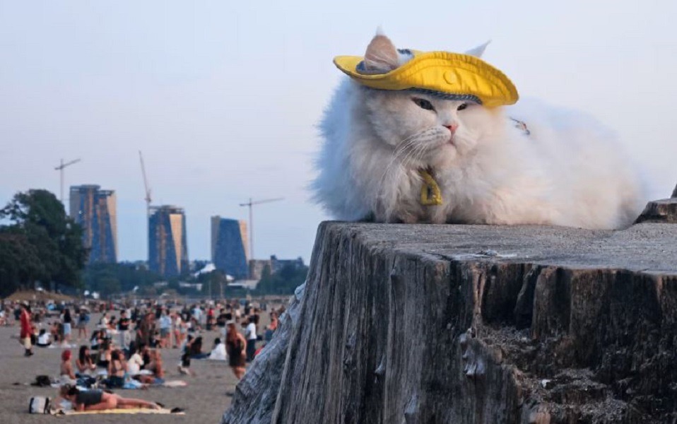 Pisică albă cu pălărie