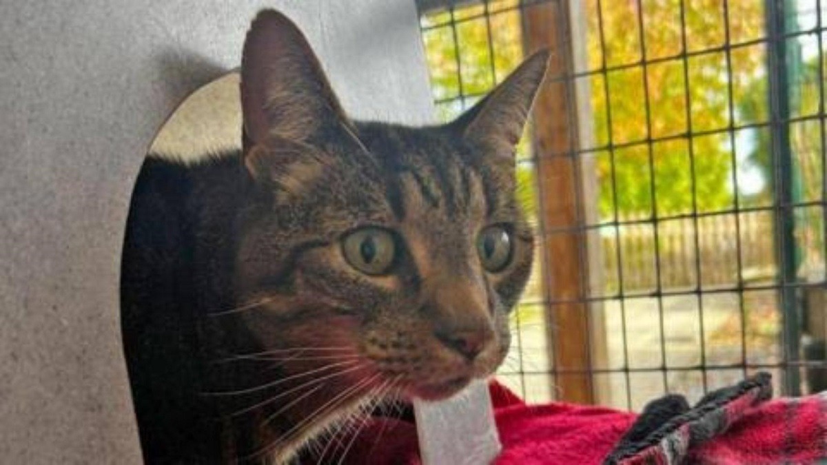 motan disparut de acasa