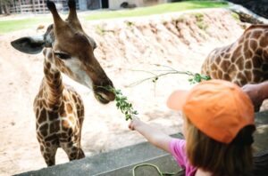 girafe la gradina zoologica