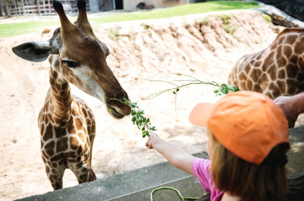 girafe la gradina zoologica