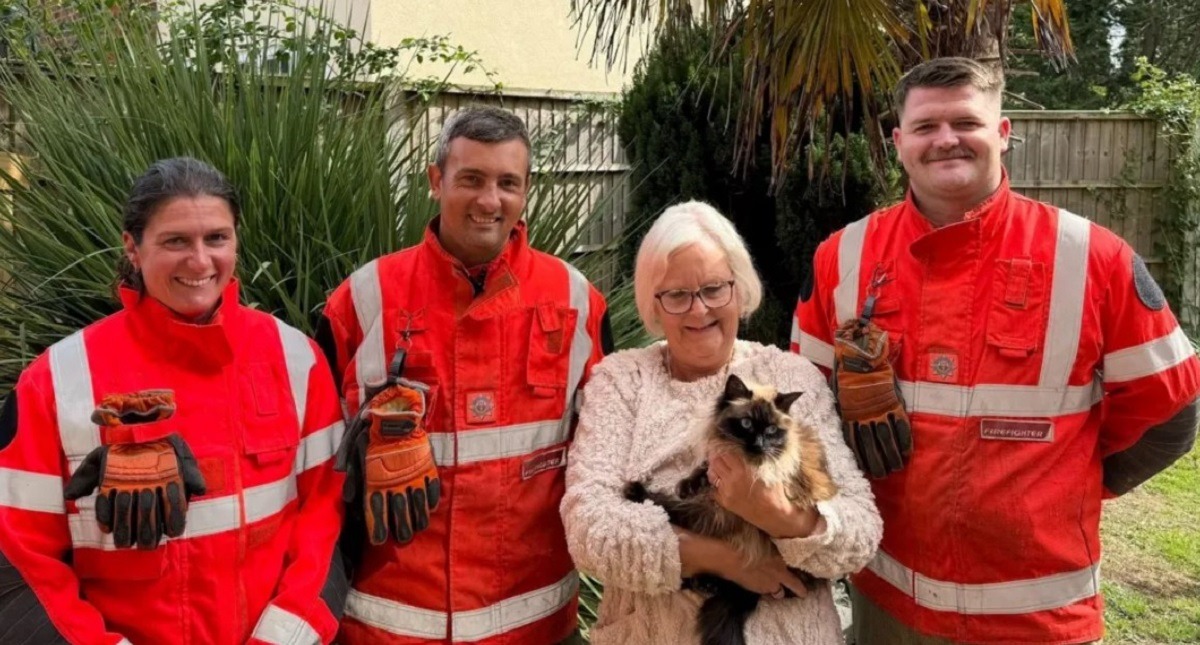 stapana, pisica si pompierii