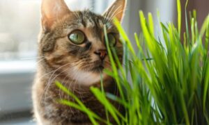 pisica miroase catnip