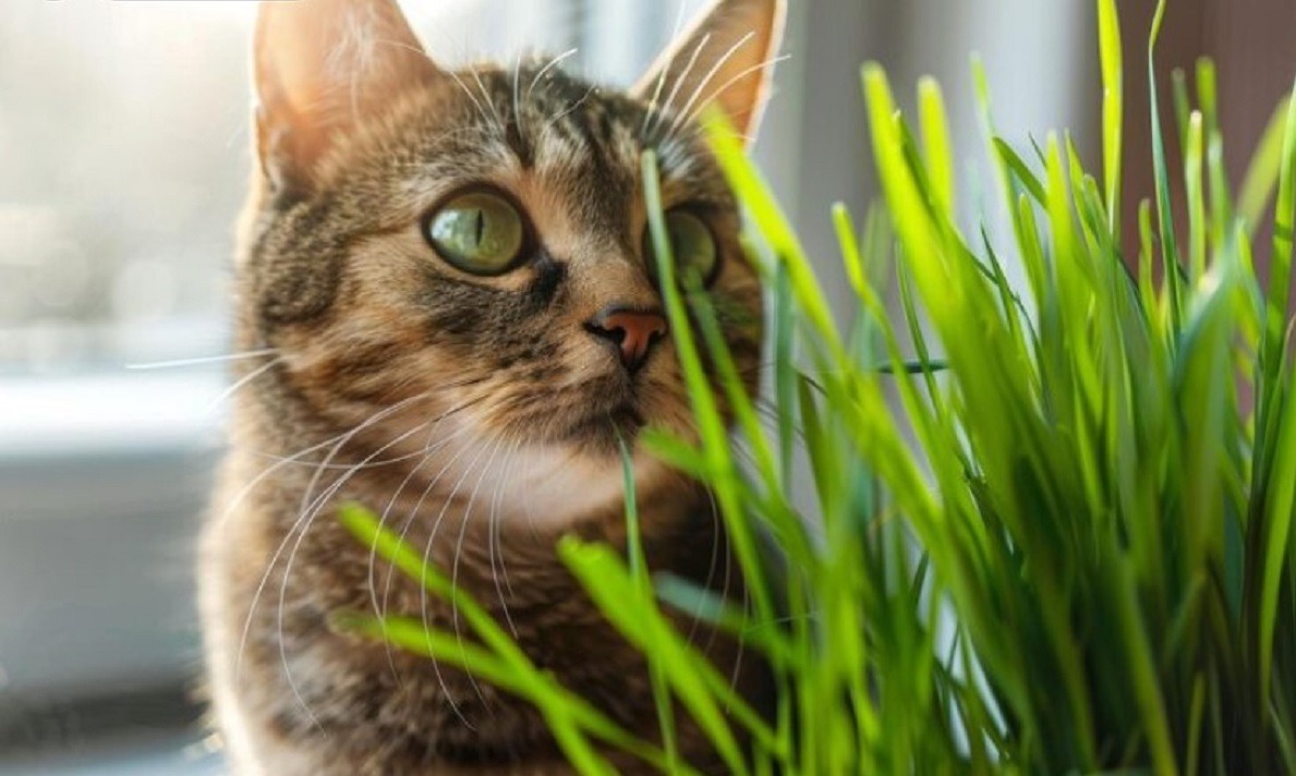 pisica miroase catnip