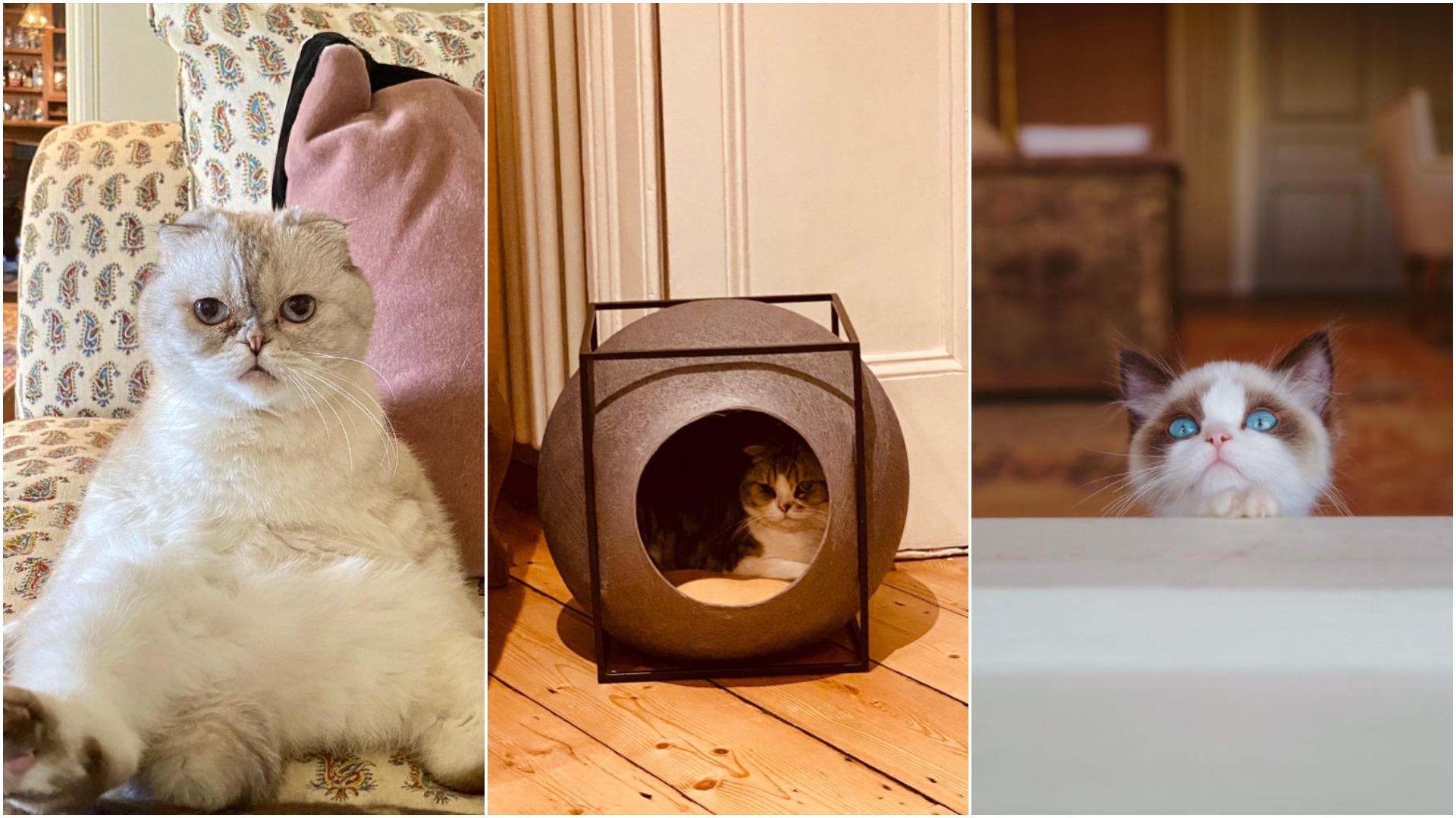 Pisicile lui Taylor Swift: Olivia Benson, Meredith Grey și Benjamin Button.