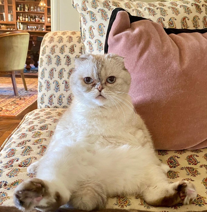 Olivia Benson, pisica lui Taylor Swift.