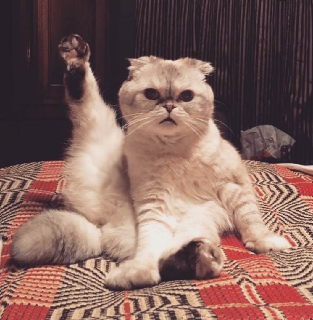 Olivia Benson, pisica Scottish Fold, a lui Taylor Swift.