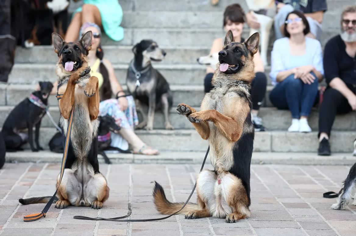 Doi câini cu lăbuțele ridicate