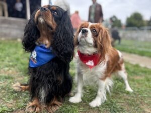 Doi căței la plimbare