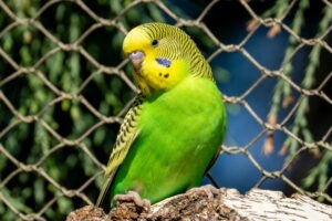 Papagal peruș verde cu galben