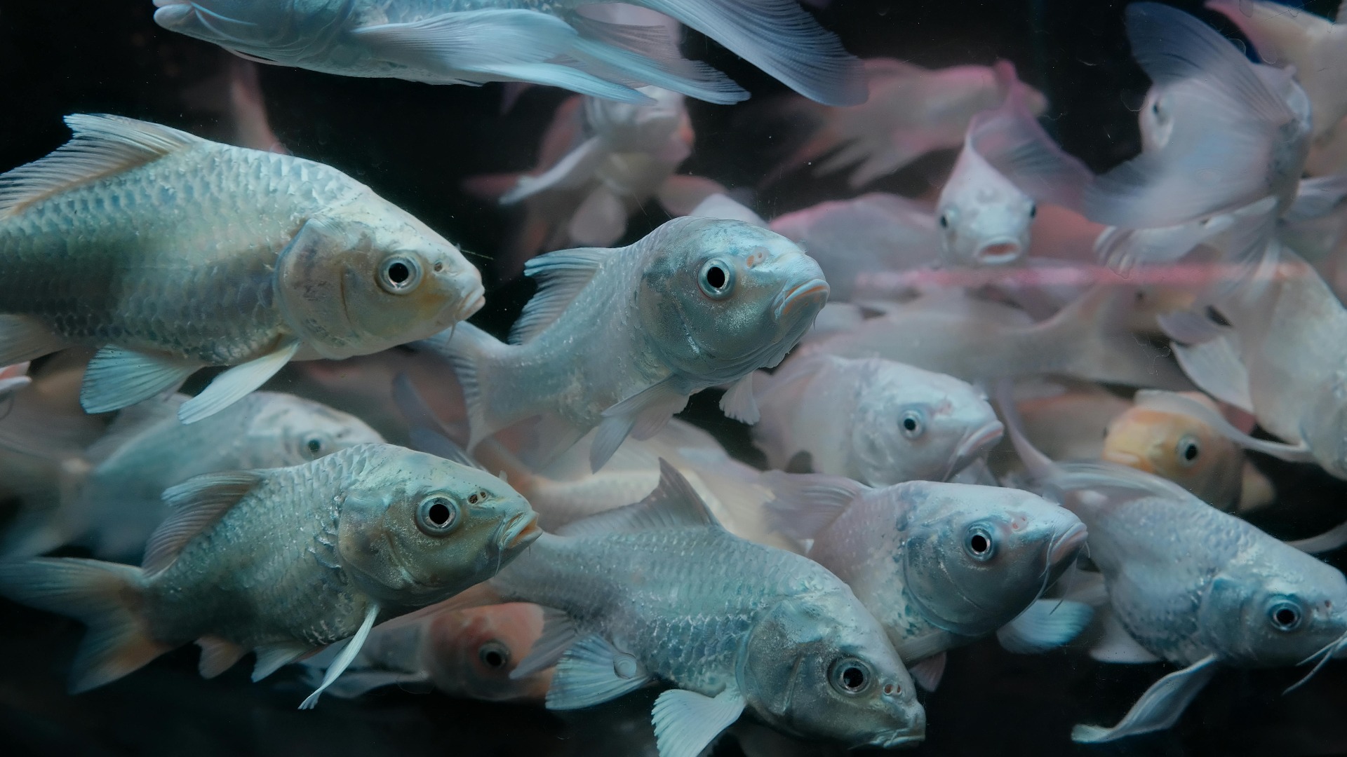 Pești în acvariu care se uită spre fotograf.