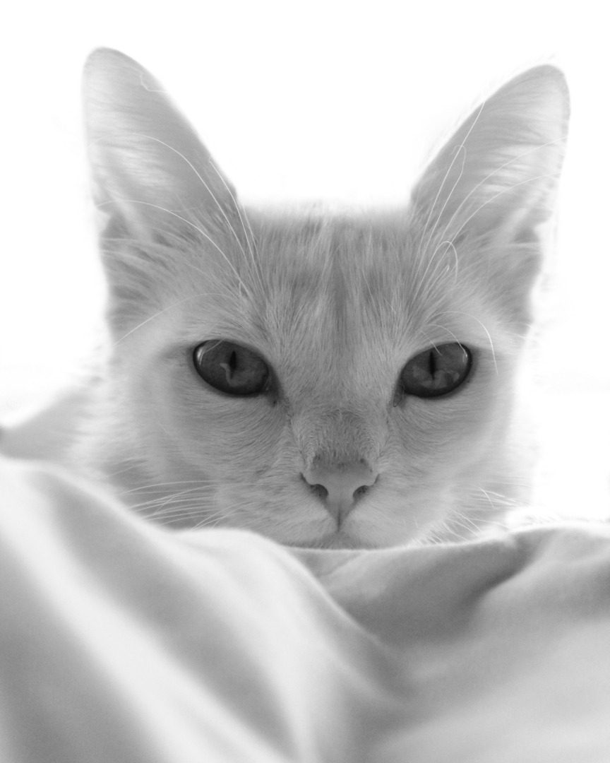 pisica-adriana-mocan