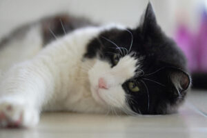 Pisică alb cu negru stând întinsă pe jos