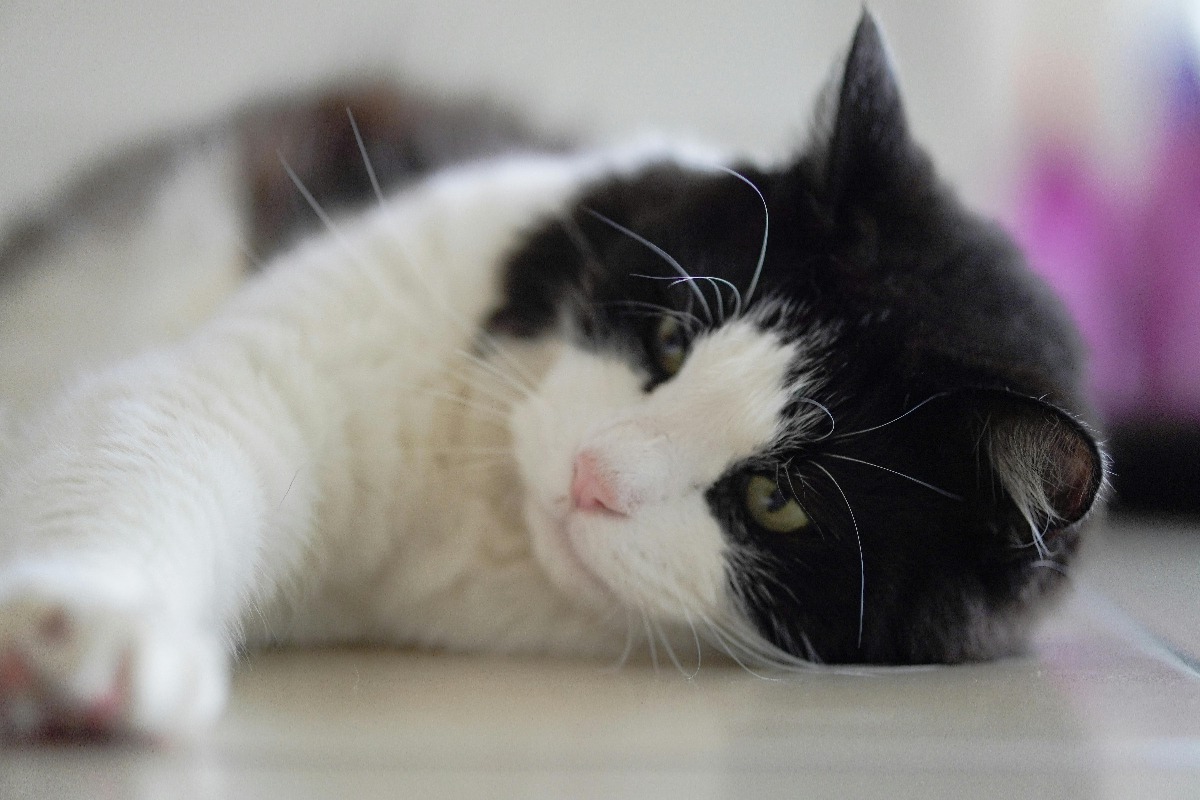 Pisică alb cu negru stând întinsă pe jos
