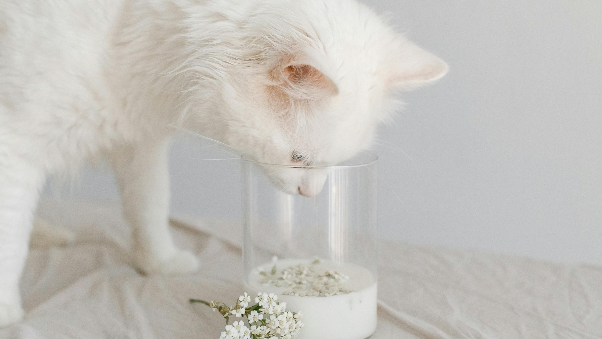 O pisică albă și pufoasă își bagă boticul într-un pahar cu lapte.