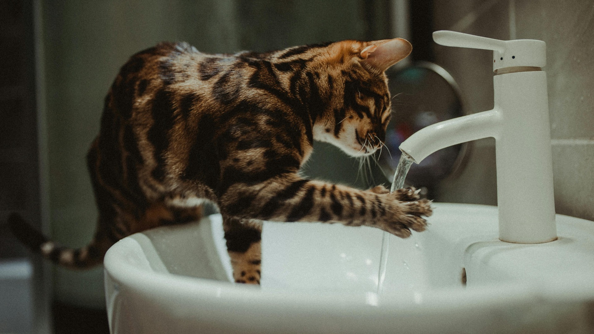 O pisică tărcată bea apă proaspătă direct de la robinet.