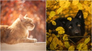 Colaj foto cu o pisică și un câine, animale de companie în peisaj de toamnă.