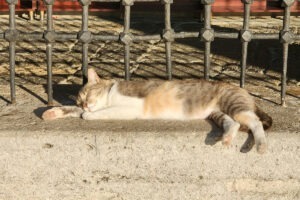 Pisică întinsă pe ciment