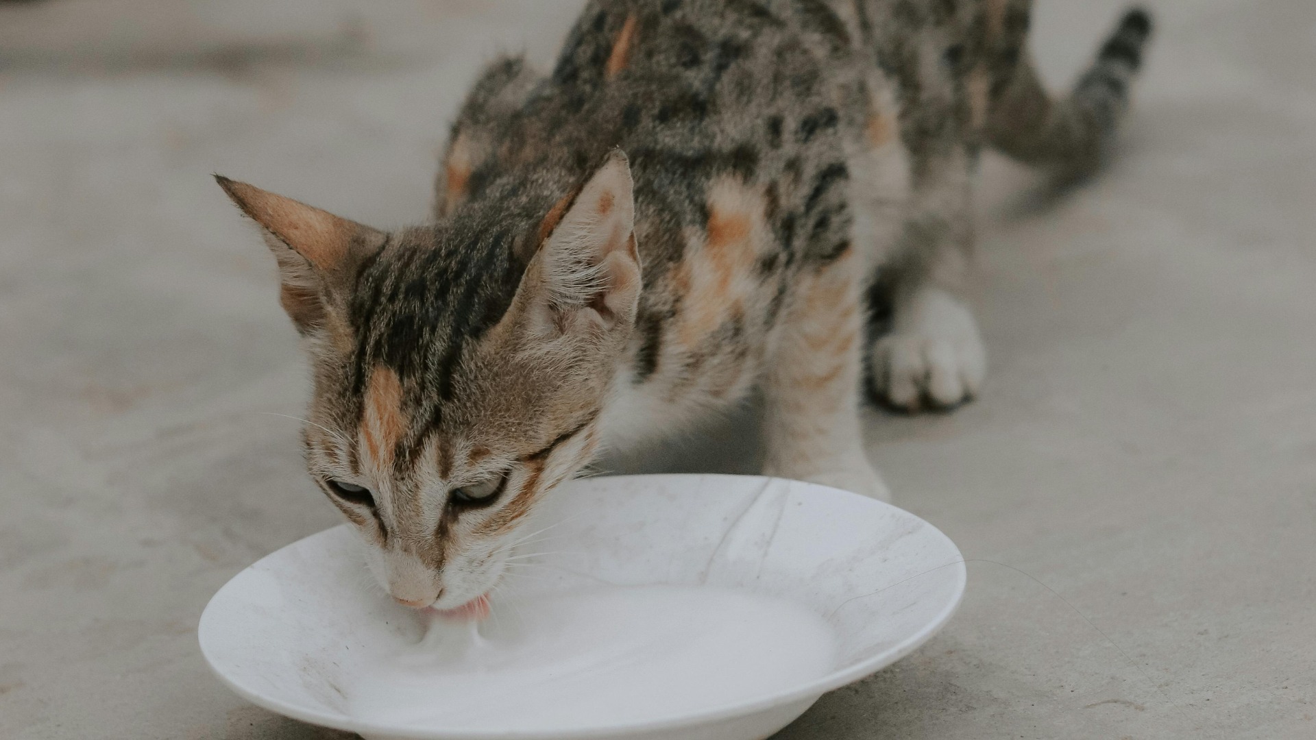 O pisică bea lapte dintr-o farfurie.