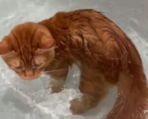 Pisică portocalie într-o cadă plină cu apă