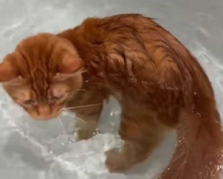 Pisică portocalie într-o cadă plină cu apă