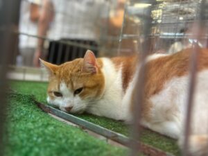 Pisică în cușcă