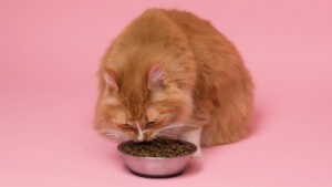 O pisică portocalie mănâncă bobițe dintr-un bol de metal.