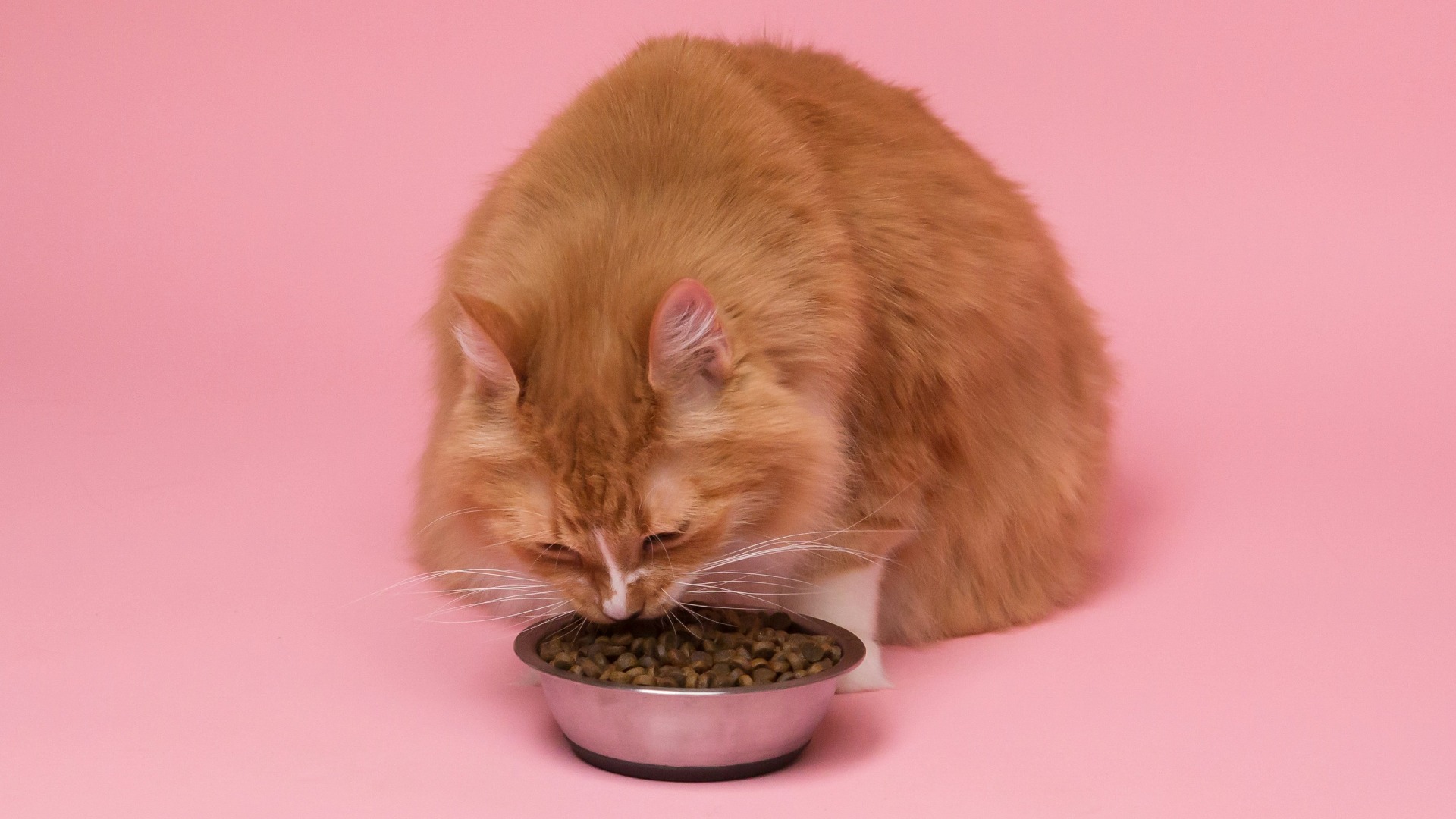 O pisică portocalie mănâncă bobițe dintr-un bol de metal.