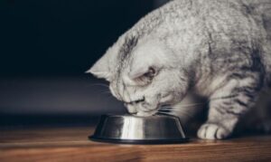 pisica nu mai mananca