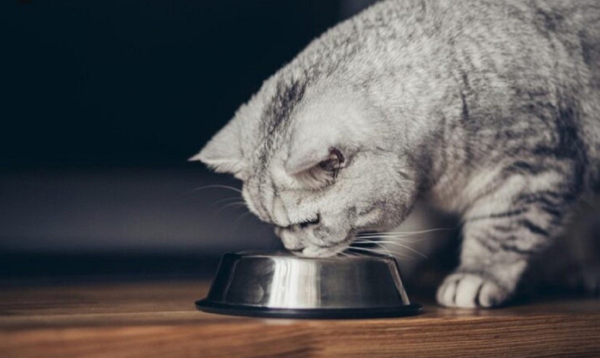 pisica nu mai mananca