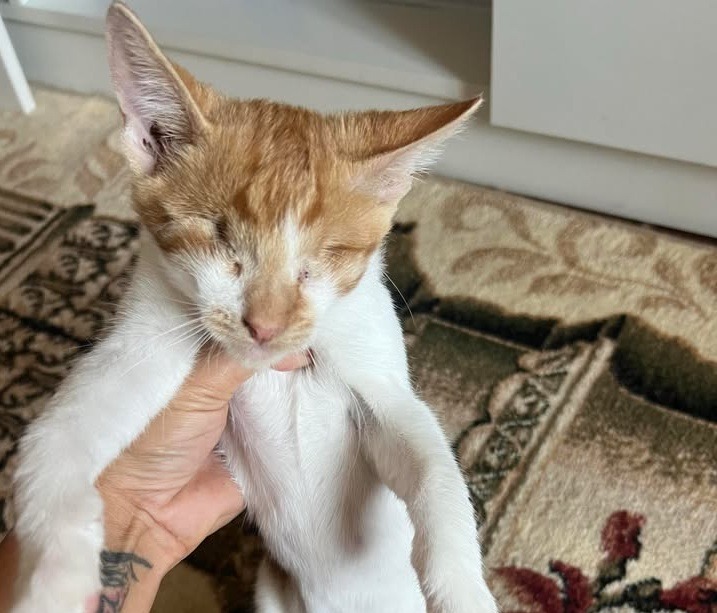 pisica oarba portocalie pentru adoptie