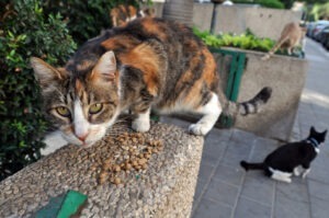 Două pisici pe stradă, una în plan depărtat, alta în plan apropiat, lângă o grămădă de bobițe