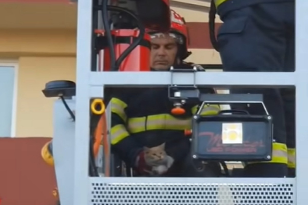 Pisica salvată de pompier