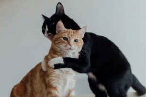 O pisică neagră îmbrățișând una portocalie