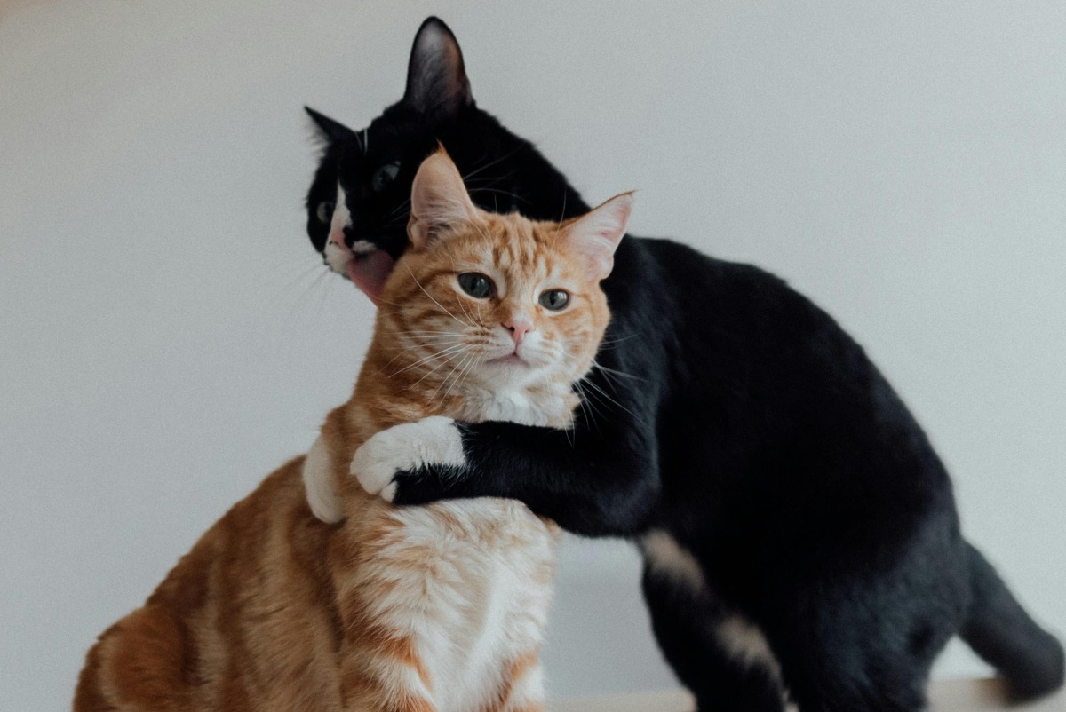 O pisică neagră îmbrățișând una portocalie