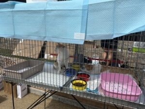 Pisică în cușcă la un târg de adopții