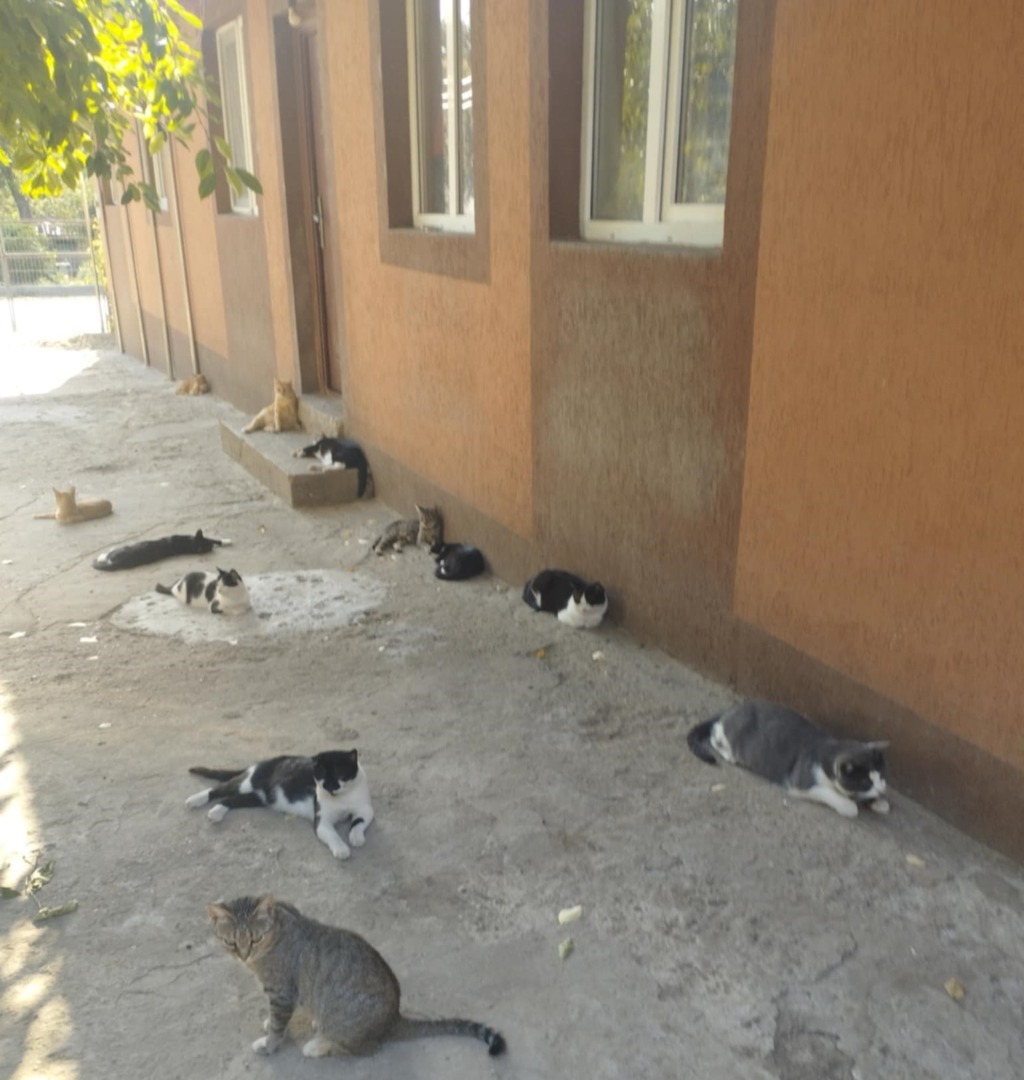 pisicile stau la umbra