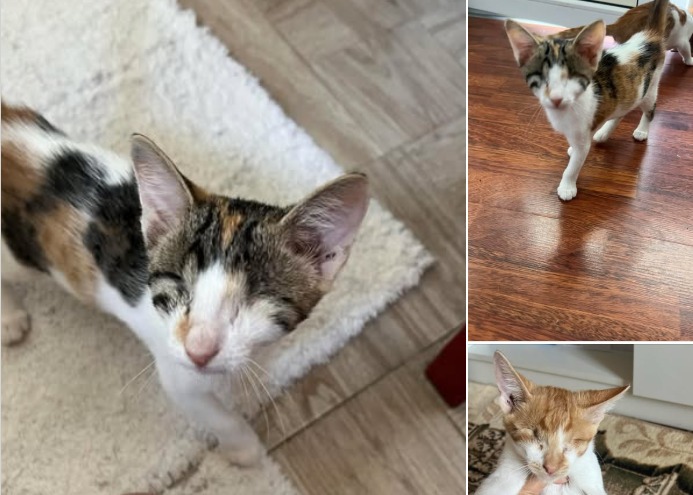 pisici oarbe pentru adoptie