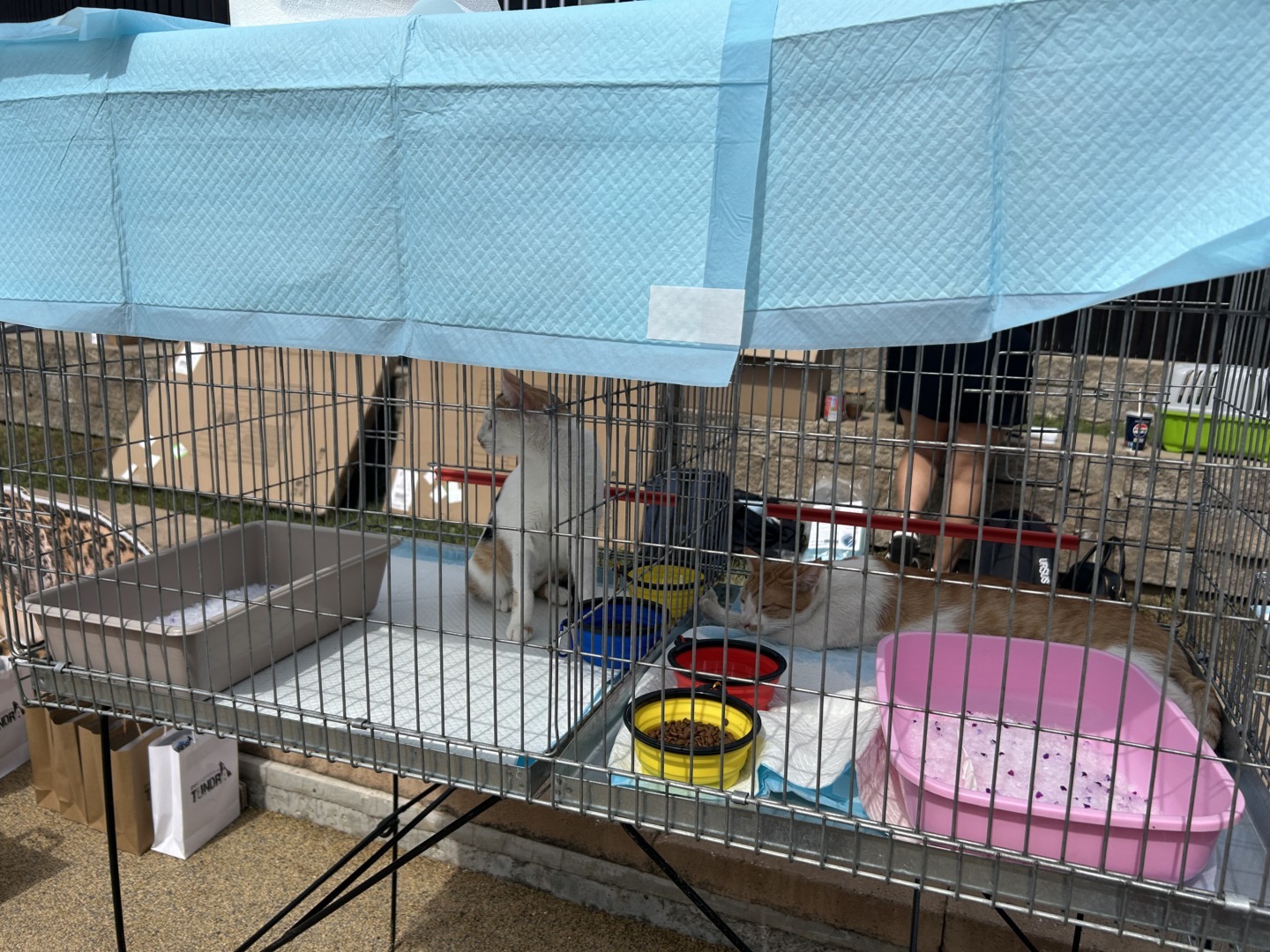 Pisică în cușcă la un târg de adopții