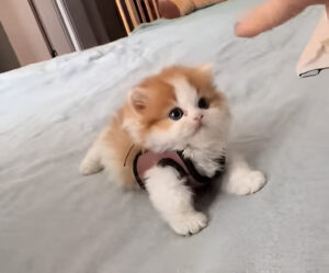 Pisoi alb cu portocaliu pufos, îmbrăcat cu un ham.