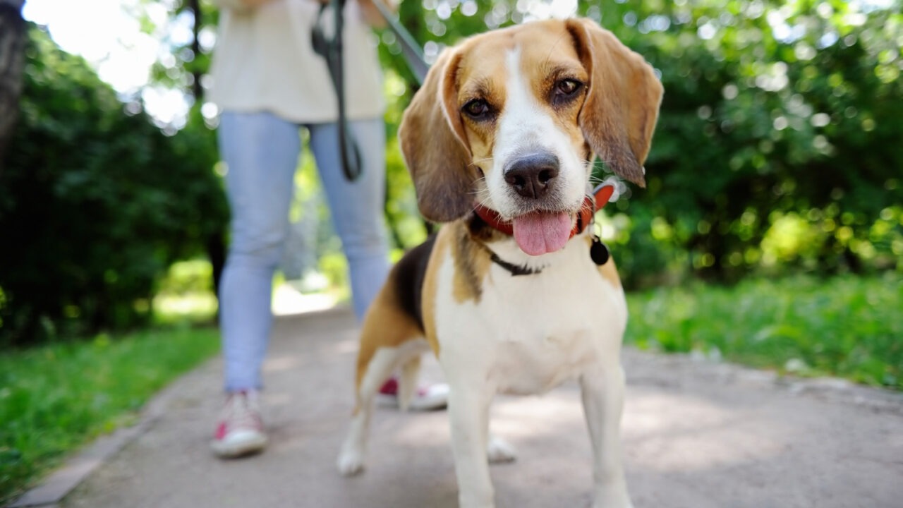 Câine scos la plimbare de stăpânul lui