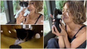 Pui de pisică salvat de actrița Halle Berry.