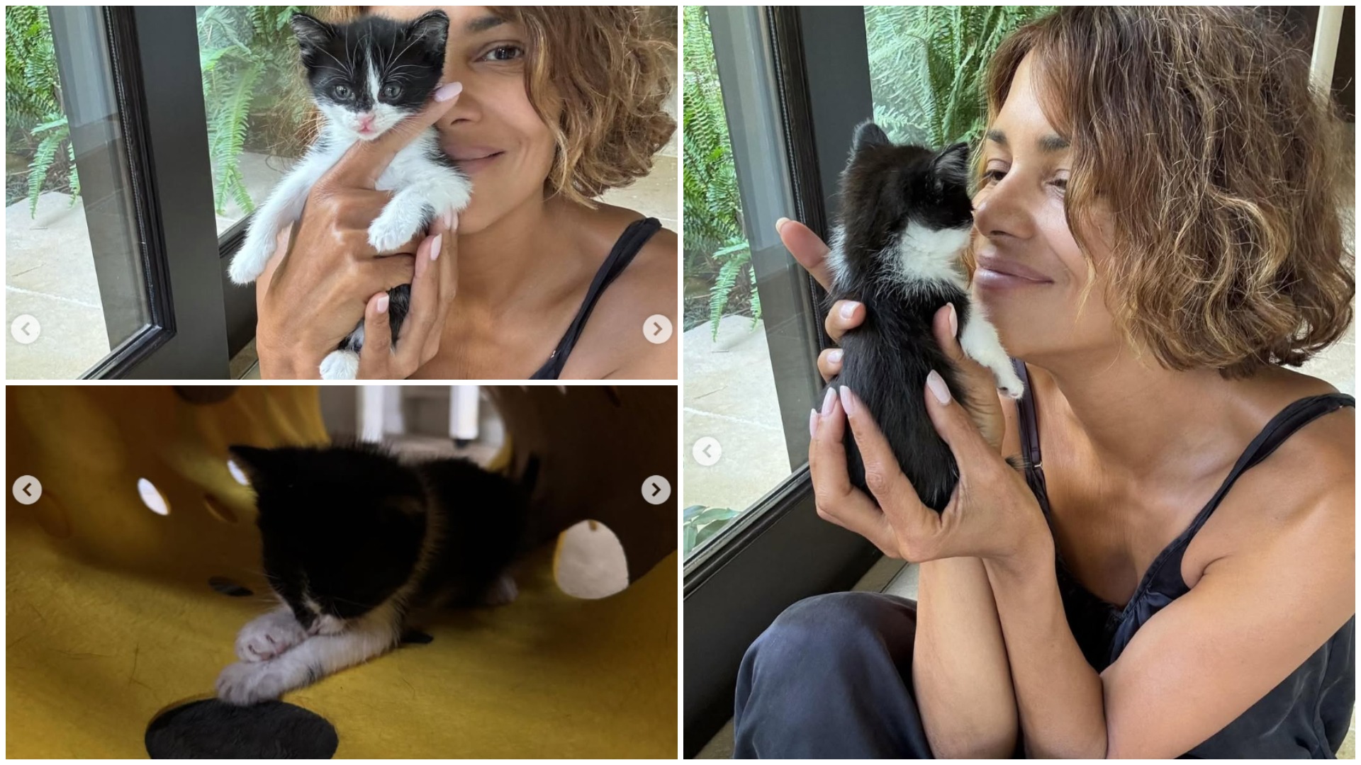 Pui de pisică salvat de actrița Halle Berry.