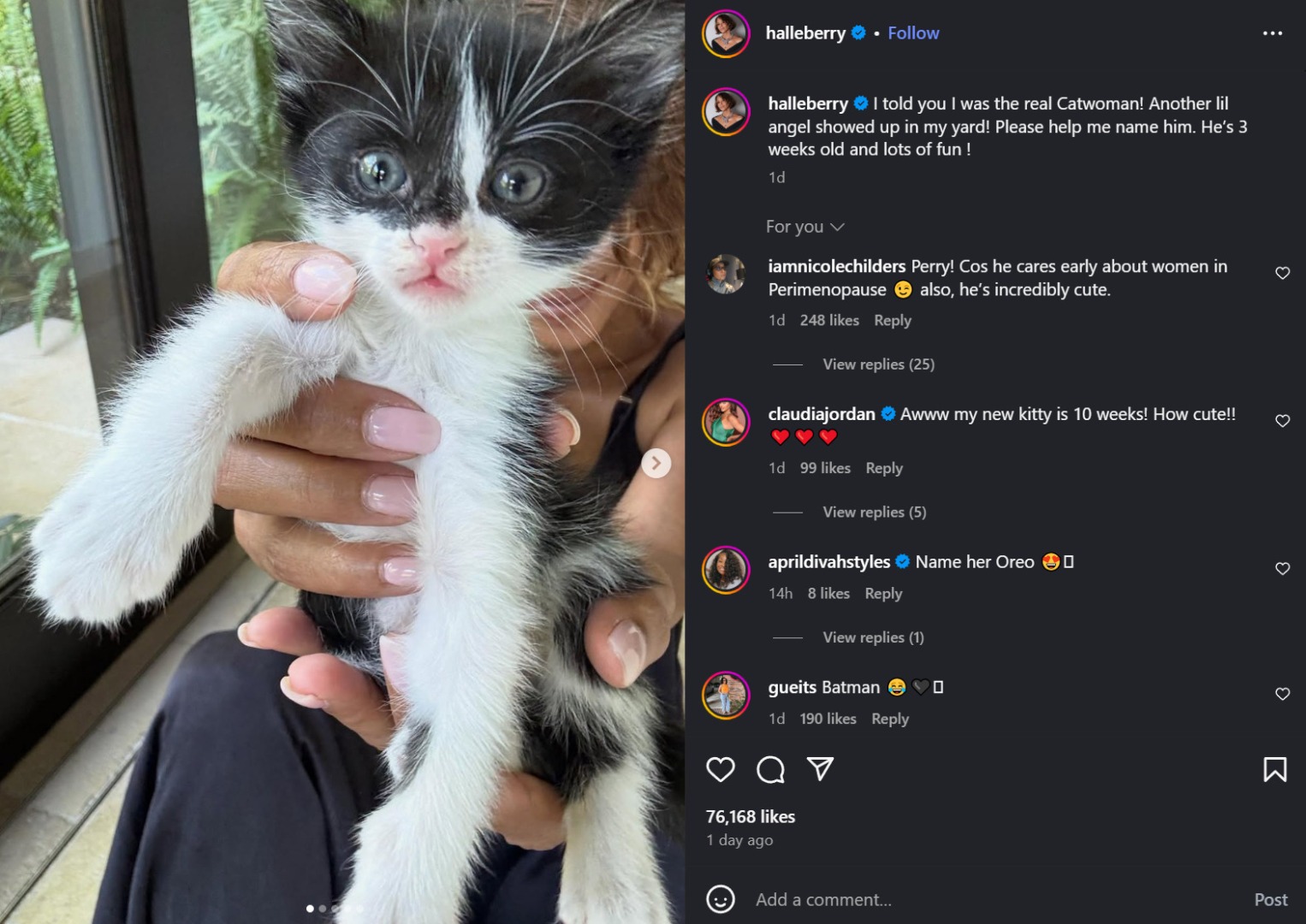 Pui de pisică salvat de actrița Halle Berry.