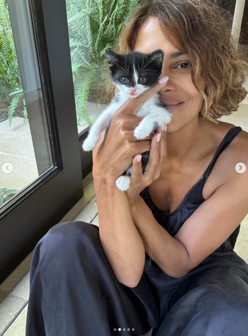 Pui de pisică salvat de actrița Halle Berry.