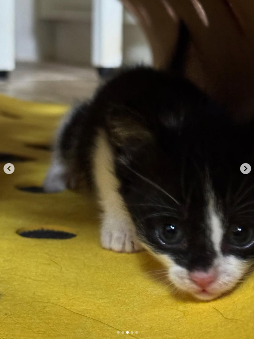 Pui de pisică salvat de actrița Halle Berry.