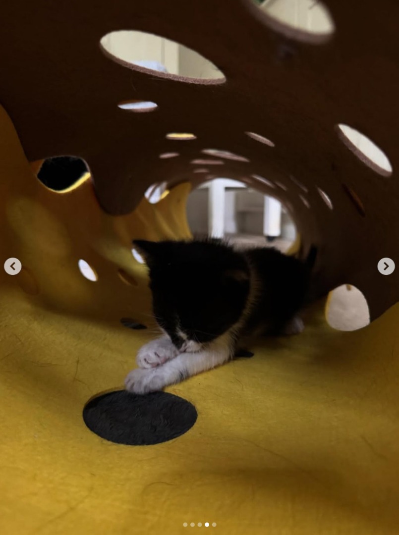 Pui de pisică salvat de actrița Halle Berry.