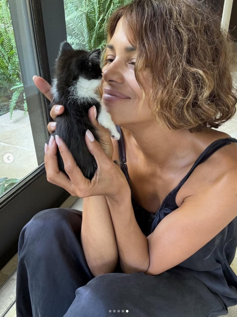 Pui de pisică salvat de actrița Halle Berry.